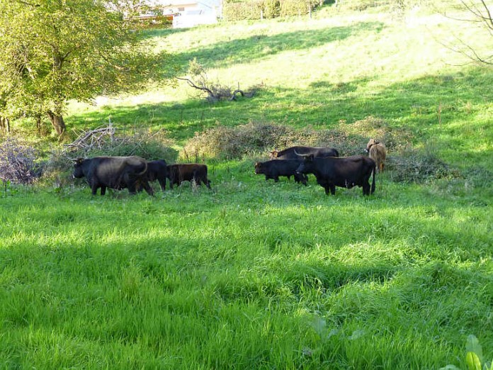 Heckrinder am Wingertsberg